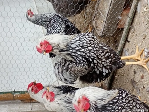 De vânzare  - imagine 3