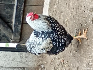 De vânzare  - imagine 4