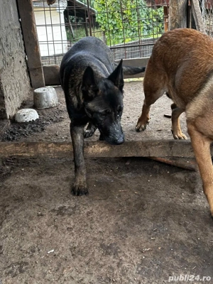 pui ciobanesc belgian - imagine 3