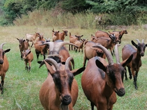 Alpin francez ciuti genetic de prasila - imagine 6