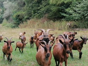 Alpin francez ciuti genetic de prasila - imagine 5