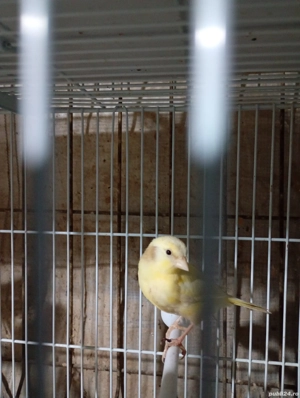 De vânzare  - imagine 4