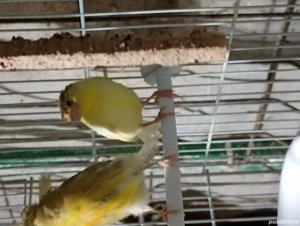 De vânzare  - imagine 3