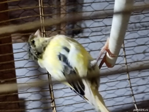 De vânzare  - imagine 2