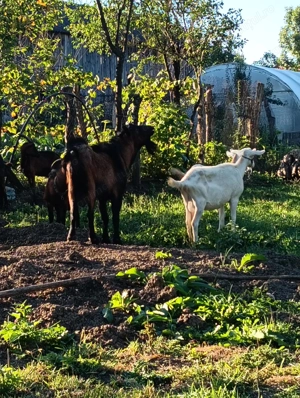 Țap alpin francez - imagine 3