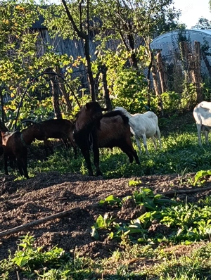 Țap alpin francez - imagine 2