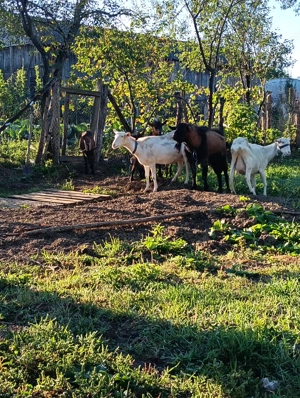 Țap alpin francez - imagine 4