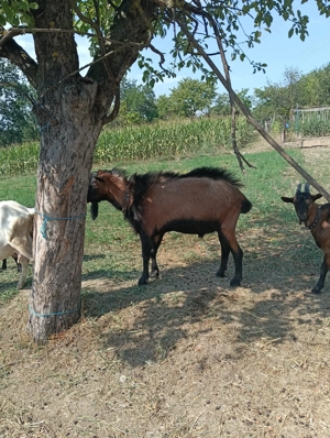 Țap alpin francez - imagine 5