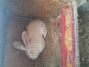 Vînd iepurii frumosi - imagine 2