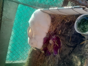 Vînd iepurii frumosi - imagine 3