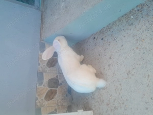 Vînd iepurii frumosi