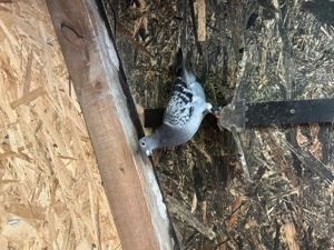 Porumbei voiajori dv  - imagine 2