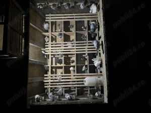 Porumbei voiajori dv 