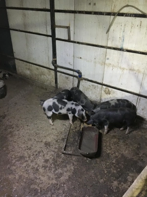 Vand Porci Rasa Mangalita Si Bazna - imagine 5