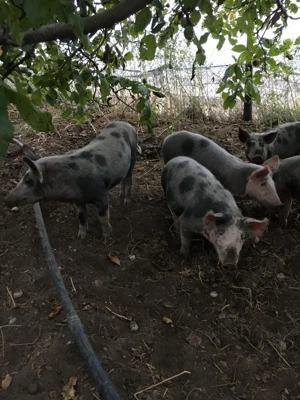 Vand Porci Rasa Mangalita Si Bazna - imagine 2