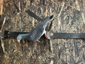 Porumbei voiajori dv  - imagine 3