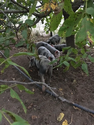 Vand Porci Rasa Mangalita Si Bazna - imagine 4