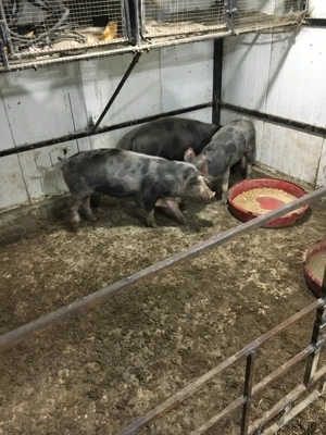 Vand Porci Rasa Mangalita Si Bazna - imagine 3