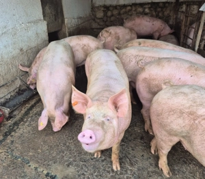 Porci de vânzare  - imagine 3