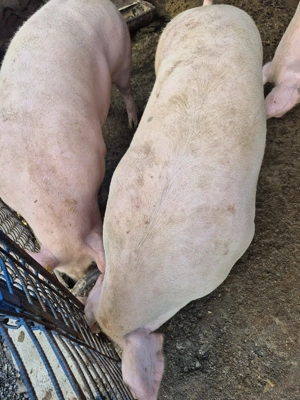 Porci de vânzare  - imagine 2