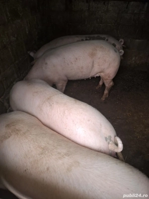 porci de vânzare 
