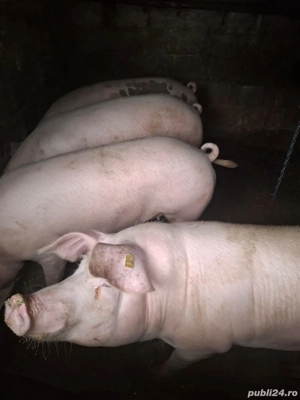 porci de vânzare  - imagine 2