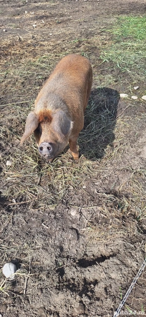 Scroafă duroc de vânzare  - imagine 2