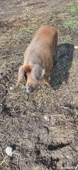 Scroafă duroc de vânzare  - imagine 3