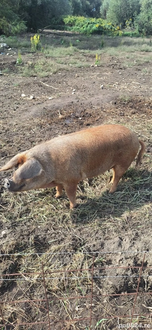Scroafă duroc de vânzare  - imagine 4