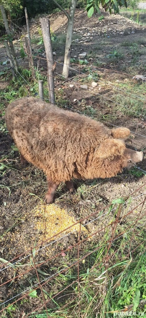 Vând vier mangalița