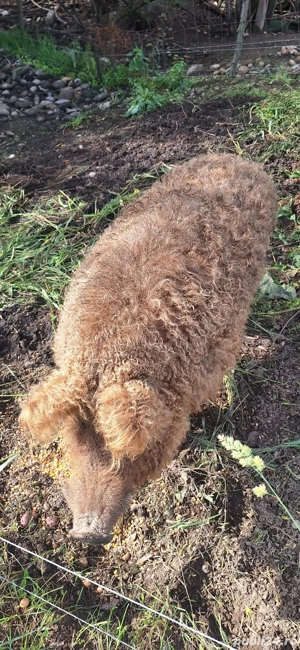 Vând vier mangalița - imagine 3