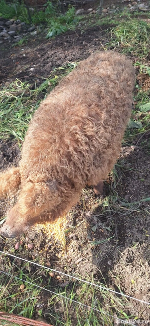 Vând vier mangalița - imagine 2