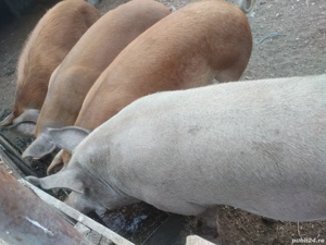 vinzare porci Duroc