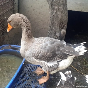 Gascan toulouse rasa pura(expozitie)