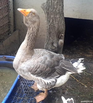 Gascan toulouse rasa pura(expozitie) - imagine 2