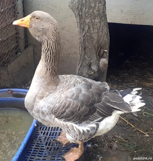 Gascan toulouse rasa pura(expozitie) - imagine 3