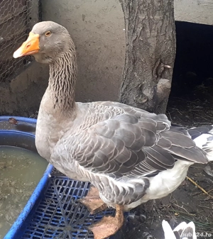 Gascan toulouse rasa pura(expozitie) - imagine 4