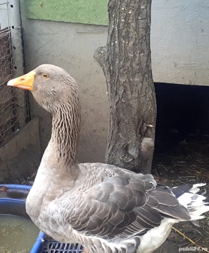 Gascan toulouse rasa pura(expozitie) - imagine 5