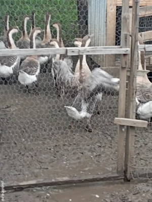 vind giste - imagine 2