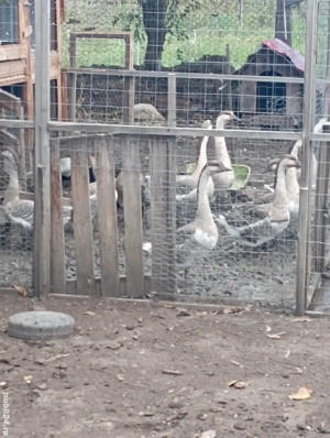 vind giste - imagine 3