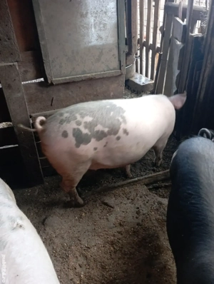 vind porci  - imagine 2