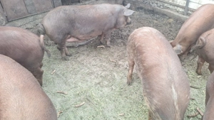 Duroc de carne - imagine 3