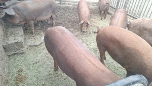 Duroc de carne - imagine 2