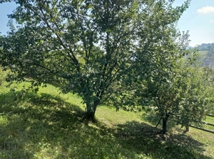 Casa traditionala + teren  intravilan 1757 mp - imagine 8