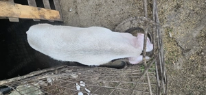 Arvunesc porci pentru Crăciun  - imagine 3