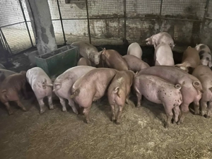 Vând porci 40kg-80kg - imagine 2 Vând porci 40kg-80kg - imagine 2