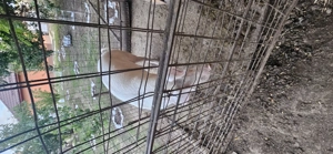 Arvunesc porci pentru Crăciun 