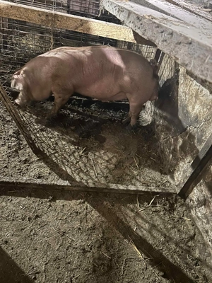 Vând porci 40kg-80kg - imagine 3 Vând porci 40kg-80kg - imagine 3