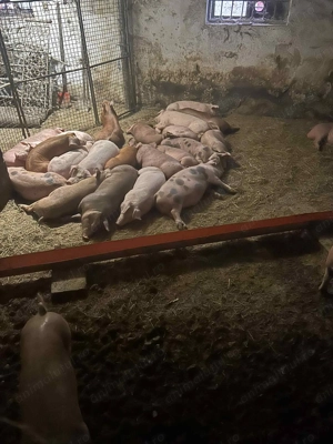 Vând porci 40kg-80kg