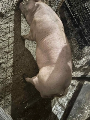 Vând porci 40kg-80kg - imagine 4 Vând porci 40kg-80kg - imagine 4